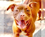 Small Photo #15 Mutt Puppy For Sale in Canton, CT, USA