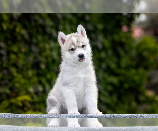 Medium Photo #2 Siberian Husky Puppy For Sale in Dnipro, Dnipro, Ukraine