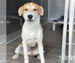 Small #2 Retriever  Mix