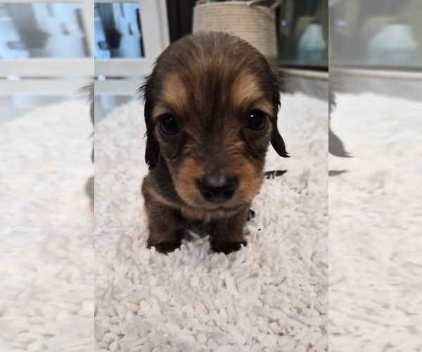 Medium Photo #2 Dachshund Puppy For Sale in SAINT CLOUD, FL, USA