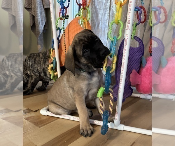 Medium Photo #11 Mastiff Puppy For Sale in MIDDLETOWN, DE, USA