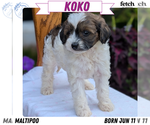 Puppy Koko Maltipoo (Toy)