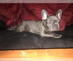 French Bulldog Puppy for sale in STOCKBRIDGE, GA, USA