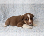 Small Photo #4 Mutt Puppy For Sale in SHILOH, OH, USA