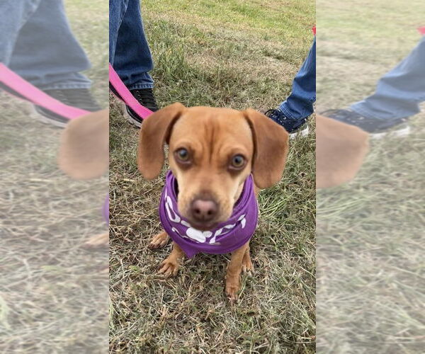 Medium Photo #20 Chiweenie Puppy For Sale in Mooresville, NC, USA