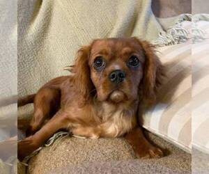 Cavalier King Charles Spaniel Dog for Adoption in ORRTANNA, Pennsylvania USA