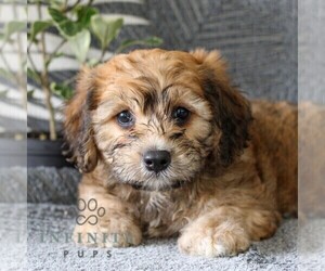 Cavachon Puppy for sale in GORDONVILLE, PA, USA