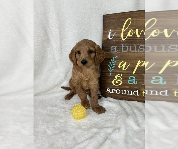 Medium Photo #2 Goldendoodle (Miniature) Puppy For Sale in GREENFIELD, IN, USA