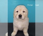 Small #1 English Cream Golden Retriever