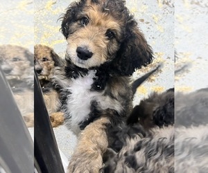 Goldendoodle Puppy for sale in WALDO, OH, USA