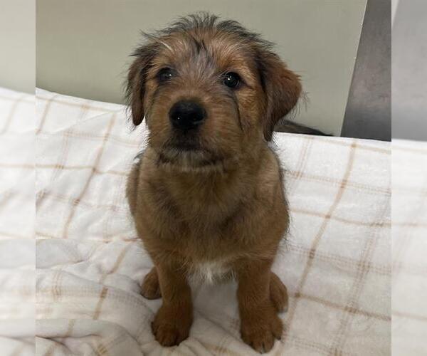 Medium Photo #1 Rottweiler-Unknown Mix Puppy For Sale in Placerville, CA, USA