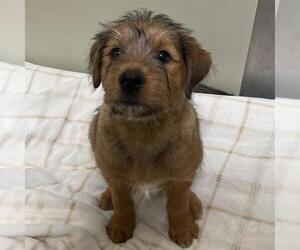 Rottweiler-Unknown Mix Dogs for adoption in Placerville, CA, USA