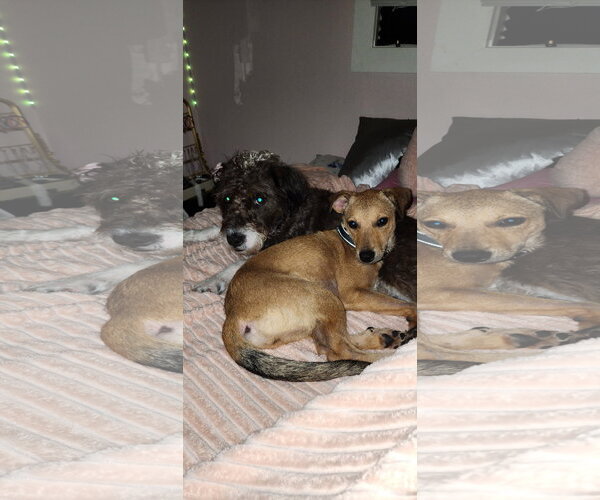 Medium Photo #11 Jack Russell Terrier-Unknown Mix Puppy For Sale in Oakhurst, NJ, USA