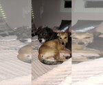 Small Photo #11 Jack Russell Terrier-Unknown Mix Puppy For Sale in Oakhurst, NJ, USA