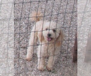 Father of the Maltipoo puppies born on 04/01/2025