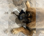 Small Photo #2 Tibetan Mastiff Puppy For Sale in DECKER PR, TX, USA