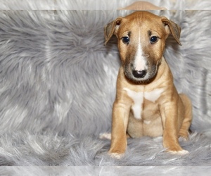 Bull Terrier Puppy for sale in BUCKLIN, KS, USA