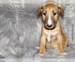 Small Photo #1 Bull Terrier Puppy For Sale in BUCKLIN, KS, USA