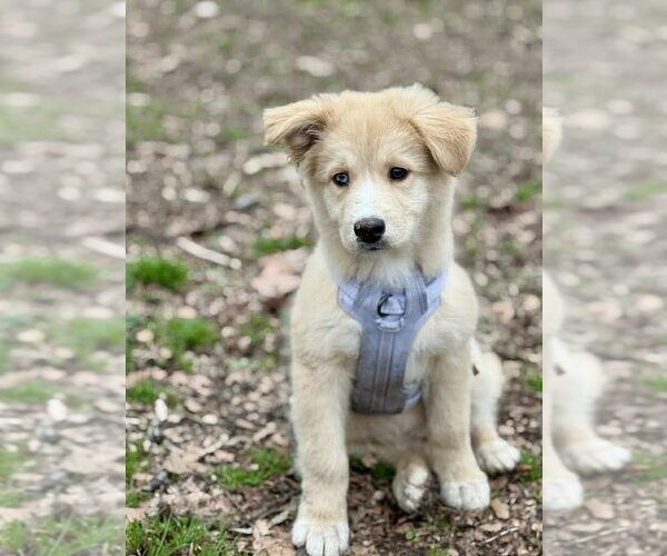 Medium Photo #8 Border-Aussie Puppy For Sale in New York, NY, USA