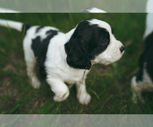 English Springer Spaniel Puppy for sale in AMERY, WI, USA