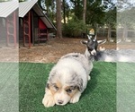 Small #6 Australian Shepherd