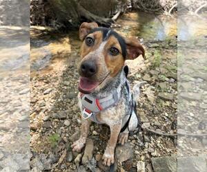 Australian Shepherd-Unknown Mix Dogs for adoption in Yardley, PA, USA