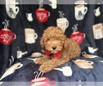 Small #5 Cavapoo