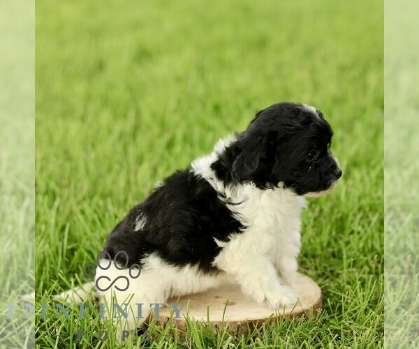 Medium Photo #5 Poovanese Puppy For Sale in RONKS, PA, USA