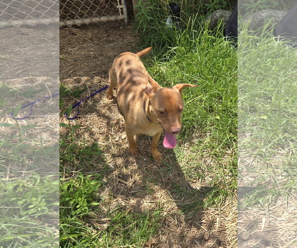 Medium Photo #3 Chihuahua-Labrador Retriever Mix Puppy For Sale in Jackson, MS, USA