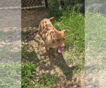 Small #2 Chihuahua-Labrador Retriever Mix