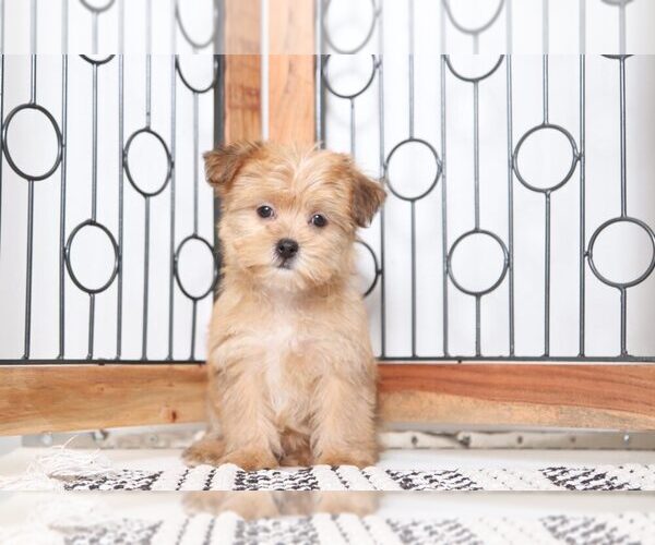 Medium Photo #3 Shorkie Tzu Puppy For Sale in NAPLES, FL, USA