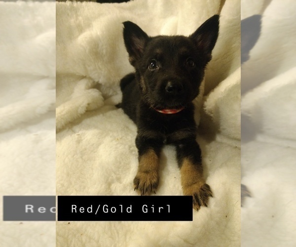 Medium Photo #4 Shepadoodle Puppy For Sale in NEW LONDON, IA, USA