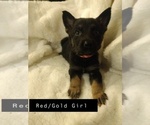 Small Photo #4 Shepadoodle Puppy For Sale in NEW LONDON, IA, USA