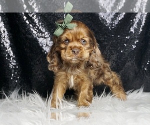 Cocker Spaniel Puppy for sale in WARSAW, IN, USA