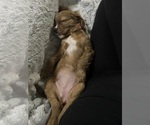 Puppy Leia Cavalier King Charles Spaniel