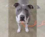 Small #1 American Pit Bull Terrier Mix