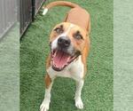 Small #1 Boxer Mix