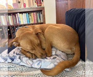 Novak - Male Labrador Retriever-Retriever  Mix Dog for Adoption - Photo #2