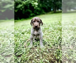German Shorthaired Pointer Puppy for sale in PROSPECT, VA, USA