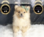 Small #5 Pomeranian