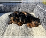 Small Photo #5 Yorkshire Terrier Puppy For Sale in HALLANDALE BEACH, FL, USA