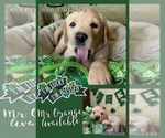 Small #6 Labrador Retriever