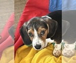 Puppy Tuff Beagle