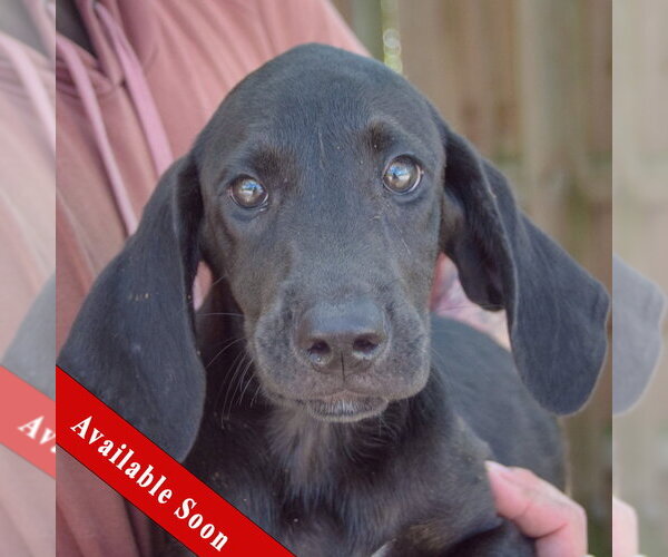 Medium Photo #1 Coonhound-Unknown Mix Puppy For Sale in Huntley, IL, USA