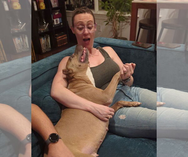 Medium Photo #24 Mutt Puppy For Sale in Philadelphia, PA, USA