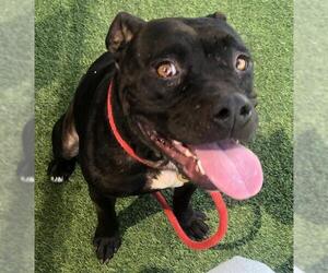 American Pit Bull Terrier-Unknown Mix Dogs for adoption in Camarillo, CA, USA