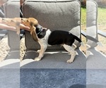 Small Photo #3 Beagle Puppy For Sale in COLORADO SPRINGS, CO, USA