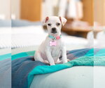 Small Photo #4 Chihuahua Puppy For Sale in Marina Del Rey, CA, USA