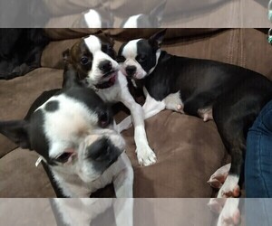 Father of the Boston Terrier puppies born on 01/10/2022