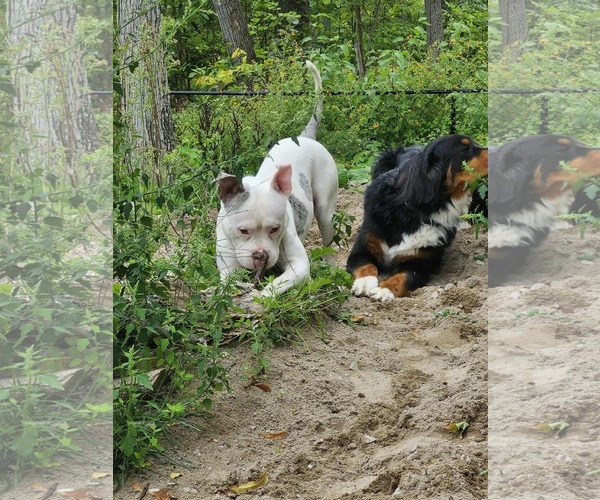 Medium Photo #5 Free-Lance Bulldog Puppy For Sale in Oro Medonte, Ontario, Canada